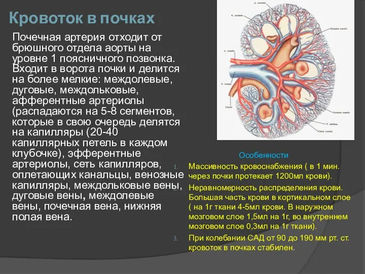 Кровоток в почках Особенности Массивность кровоснабжения ( в 1 мин. через почки