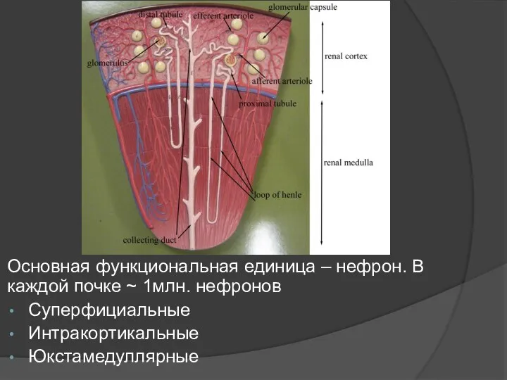 Основная функциональная единица – нефрон. В каждой почке ~ 1млн. нефронов Суперфициальные Интракортикальные Юкстамедуллярные