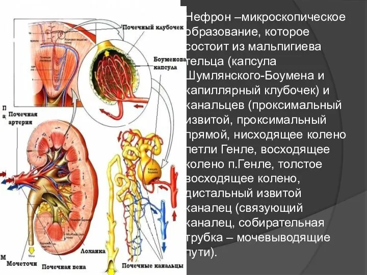 Нефрон –микроскопическое образование, которое состоит из мальпигиева тельца (капсула Шумлянского-Боумена и капиллярный