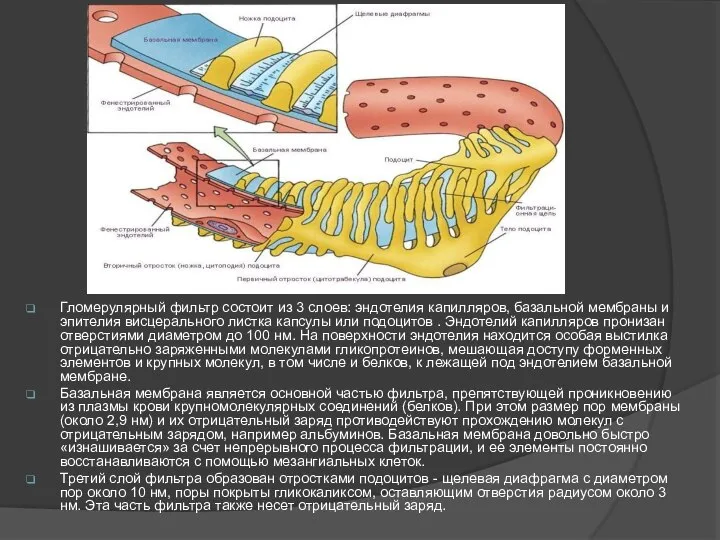 Гломерулярный фильтр состоит из 3 слоев: эндотелия капилляров, базальной мембраны и эпителия