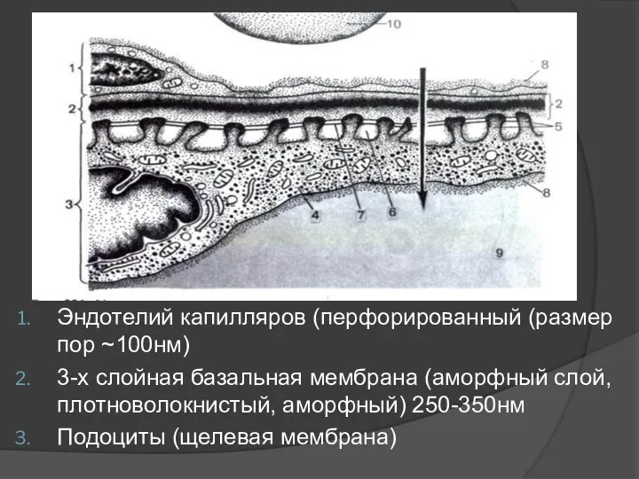 Эндотелий капилляров (перфорированный (размер пор ~100нм) 3-х слойная базальная мембрана (аморфный слой,