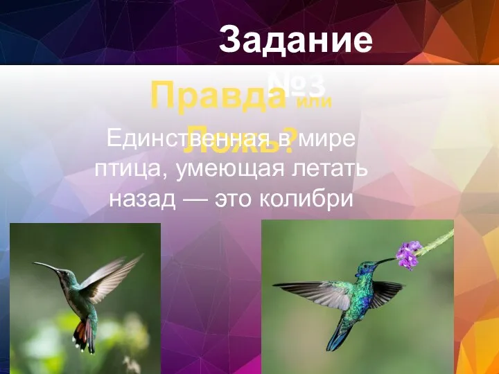 Задание №3 Правда или Ложь? Единственная в мире птица, умеющая летать назад — это колибри