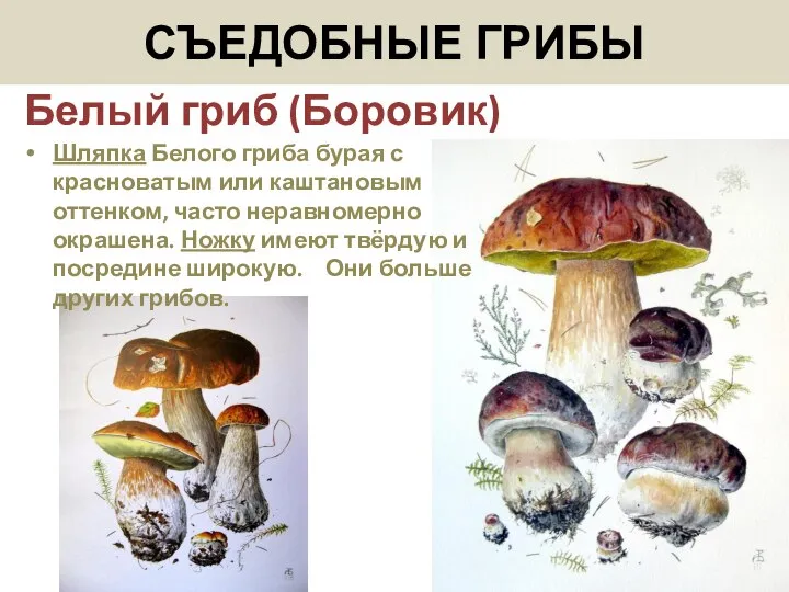 Белый гриб (Боровик) СЪЕДОБНЫЕ ГРИБЫ Шляпка Белого гриба бурая с красноватым или