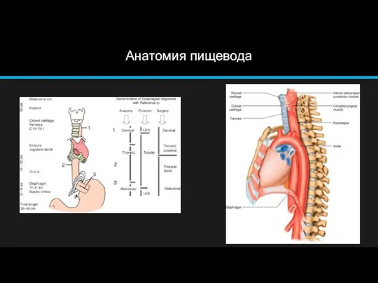 Анатомия пищевода