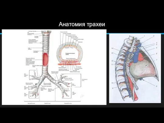 Анатомия трахеи