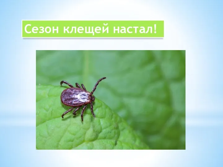 Сезон клещей настал!