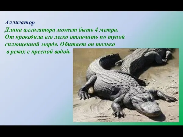 Аллигатор Длина аллигатора может быть 4 метра. От крокодила его легко отличить