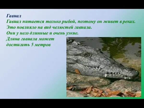 Гавиал Гавиал питается только рыбой, поэтому он живет в реках. Это повлияло