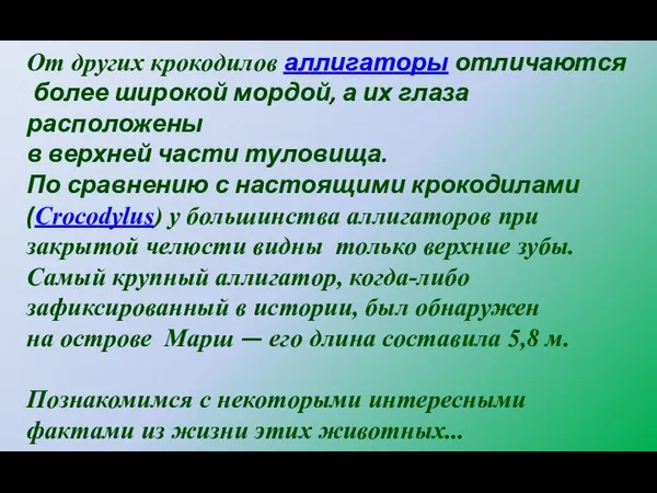 От других крокодилов аллигаторы отличаются более широкой мордой, а их глаза расположены