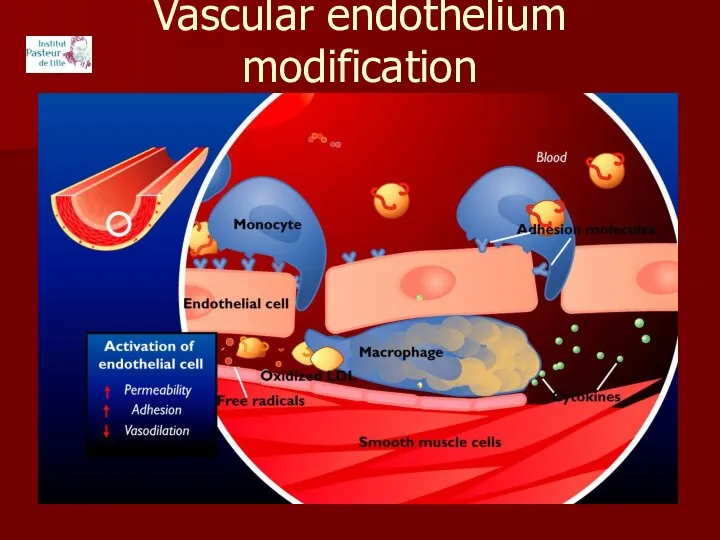 Vascular endothelium modification in atherosclerosis