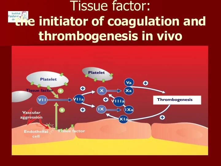 Tissue factor: the initiator of coagulation and thrombogenesis in vivo
