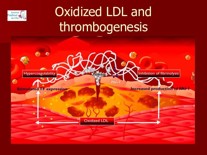 Oxidized LDL and thrombogenesis