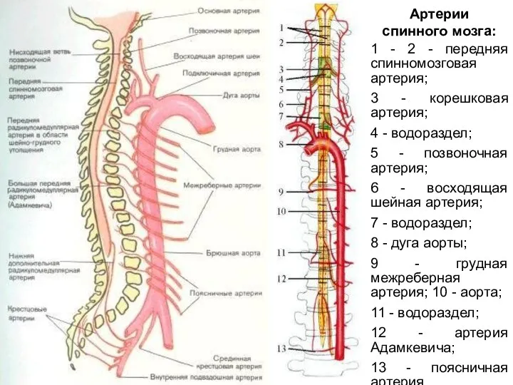 Артерии спинного мозга: 1 - 2 - передняя спинномозговая артерия; 3 -