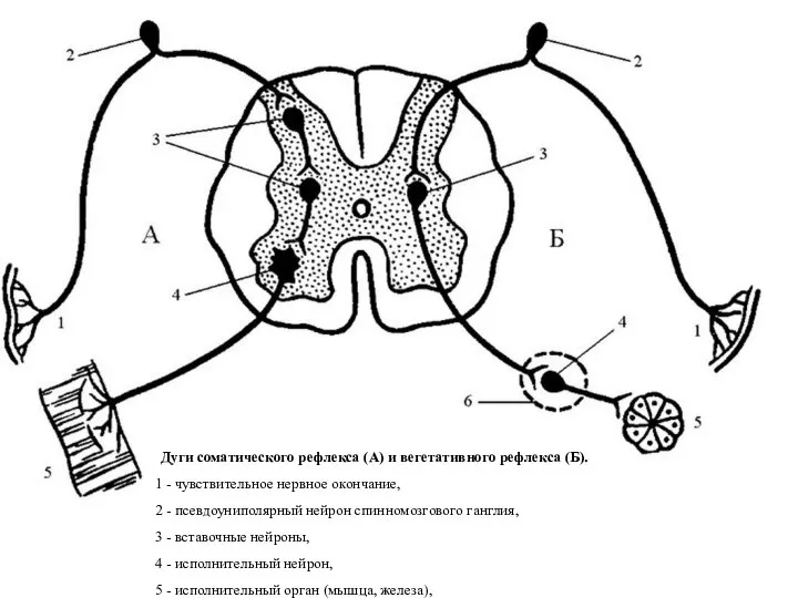 Дуги соматического рефлекса (А) и вегетативного рефлекса (Б). 1 - чувствительное нервное