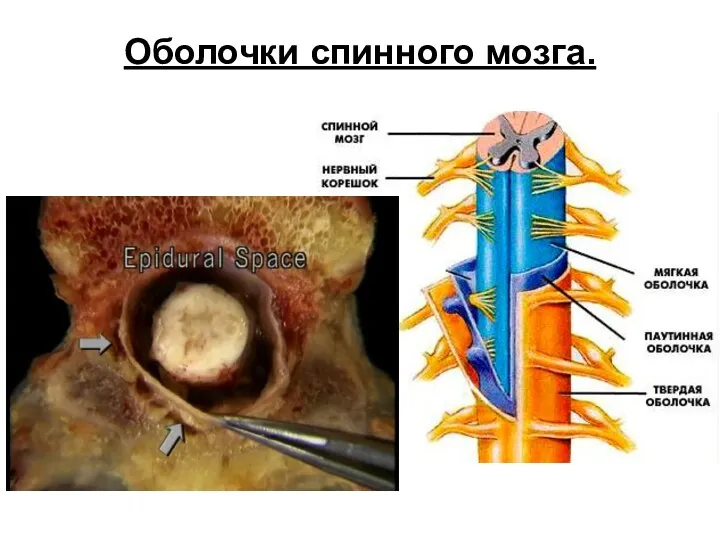 Оболочки спинного мозга.