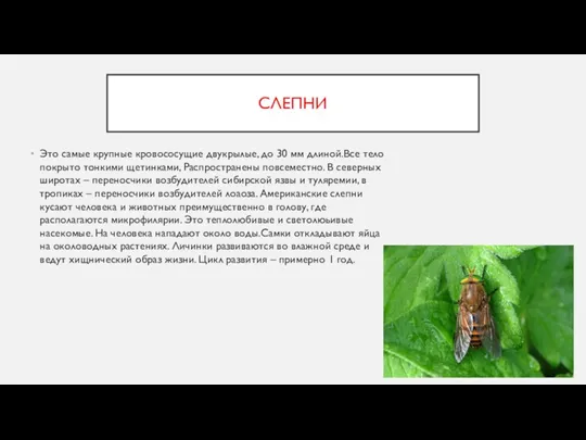 СЛЕПНИ Это самые крупные кровососущие двукрылые, до 30 мм длиной.Все тело покрыто