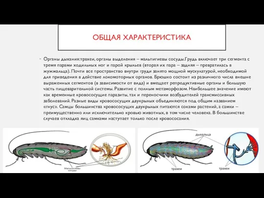 ОБЩАЯ ХАРАКТЕРИСТИКА Органы дыхания:трахеи, органы выделения – мальпигиевы сосуды.Грудь включает три сегмента