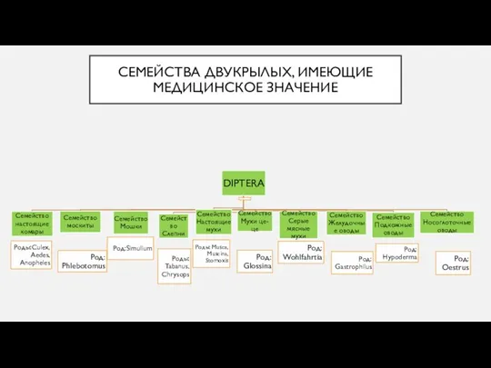 СЕМЕЙСТВА ДВУКРЫЛЫХ, ИМЕЮЩИЕ МЕДИЦИНСКОЕ ЗНАЧЕНИЕ