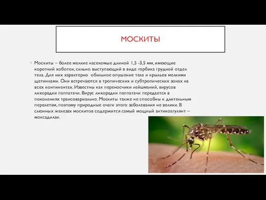МОСКИТЫ Москиты – более мелкие насекомые длиной 1,5 -3,5 мм, имеющие короткий