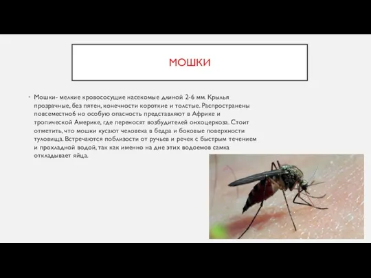 МОШКИ Мошки- мелкие кровососущие насекомые длиной 2-6 мм. Крылья прозрачные, без пятен,