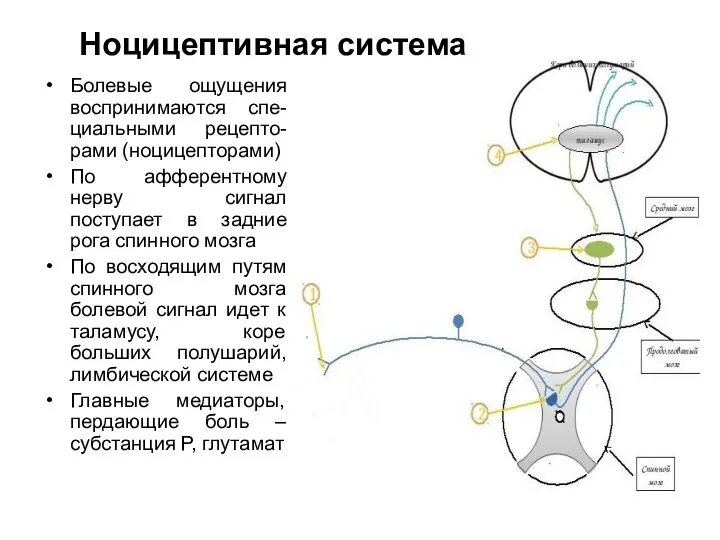 Ноцицептивная система Болевые ощущения воспринимаются спе-циальными рецепто-рами (ноцицепторами) По афферентному нерву сигнал