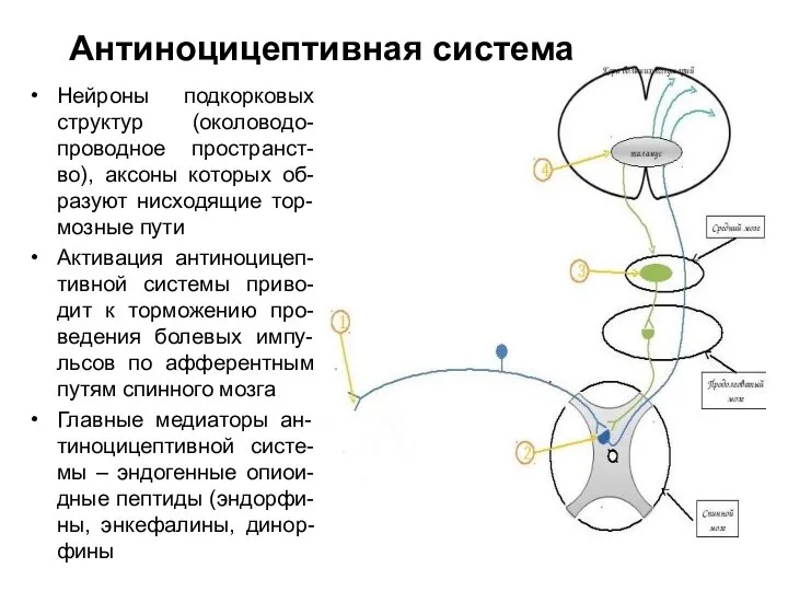 Антиноцицептивная система Нейроны подкорковых структур (околоводо-проводное пространст-во), аксоны которых об-разуют нисходящие тор-мозные