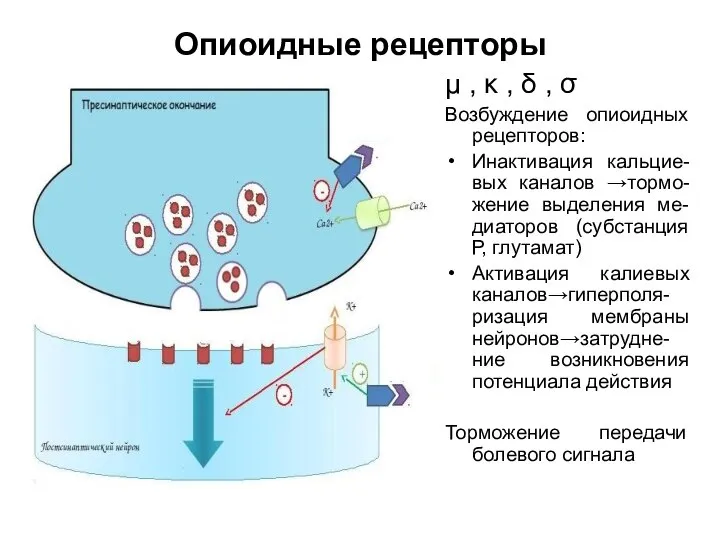 Опиоидные рецепторы μ , κ , δ , σ Возбуждение опиоидных рецепторов: