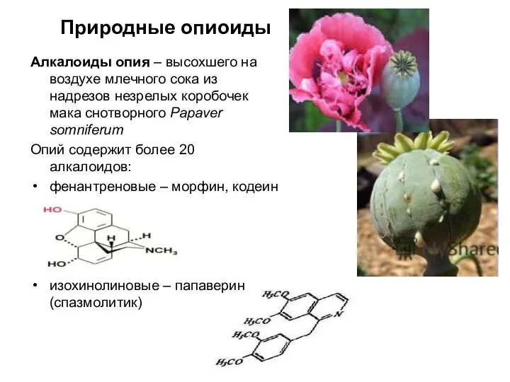 Природные опиоиды Алкалоиды опия – высохшего на воздухе млечного сока из надрезов
