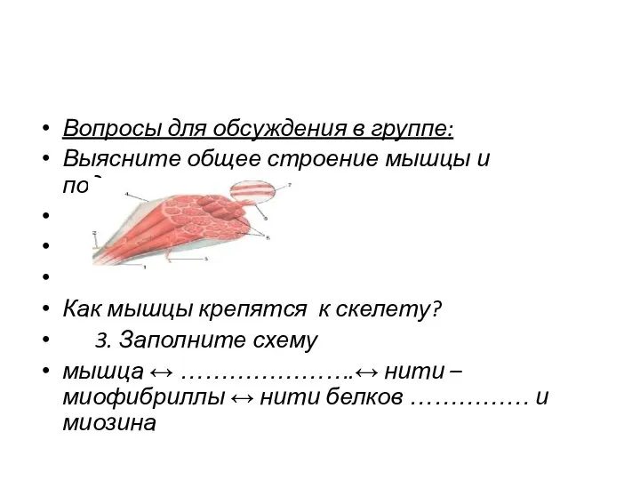 Вопросы для обсуждения в группе: Выясните общее строение мышцы и подпишите. Как