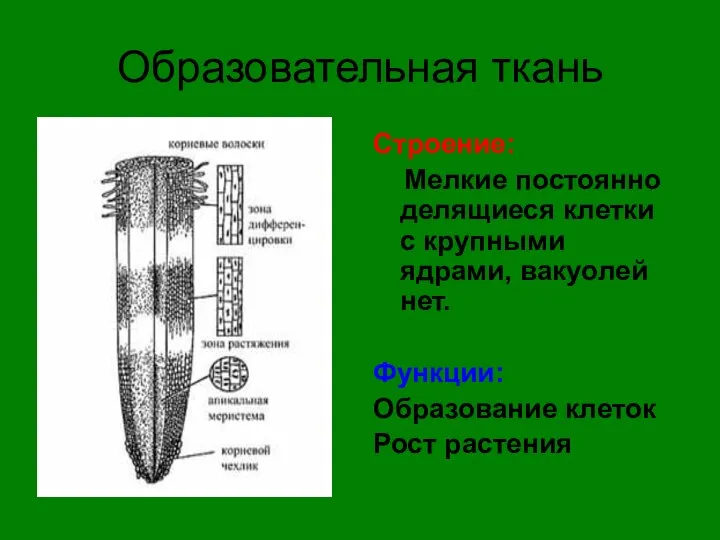 Образовательная ткань Строение: Мелкие постоянно делящиеся клетки с крупными ядрами, вакуолей нет.