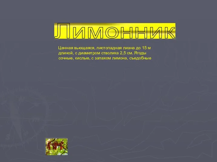 Лимонник Ценная вьющаяся, листопадная лиана до 15 м длиной, с диаметром стволика