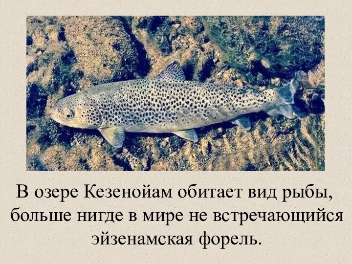 В озере Кезенойам обитает вид рыбы, больше нигде в мире не встречающийся эйзенамская форель.
