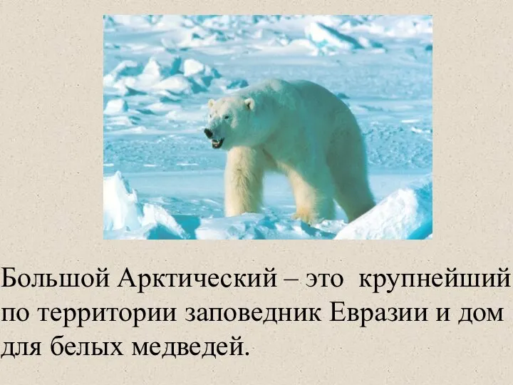 Большой Арктический – это крупнейший по территории заповедник Евразии и дом для белых медведей.