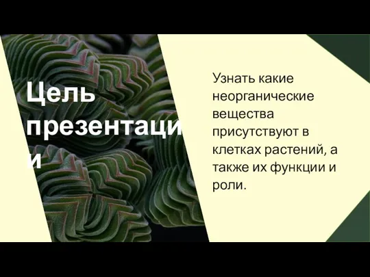 Цель презентации Узнать какие неорганические вещества присутствуют в клетках растений, а также их функции и роли.