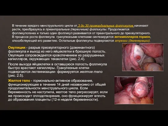 В течение каждого менструального цикла от 3 до 30 примордиальных фолликулов начинают