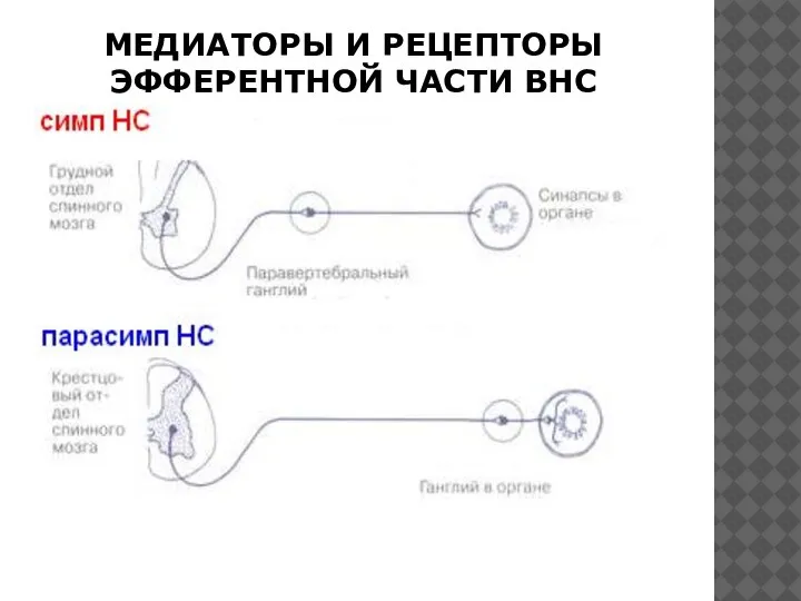 МЕДИАТОРЫ И РЕЦЕПТОРЫ ЭФФЕРЕНТНОЙ ЧАСТИ ВНС