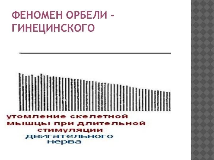 ФЕНОМЕН ОРБЕЛИ - ГИНЕЦИНСКОГО