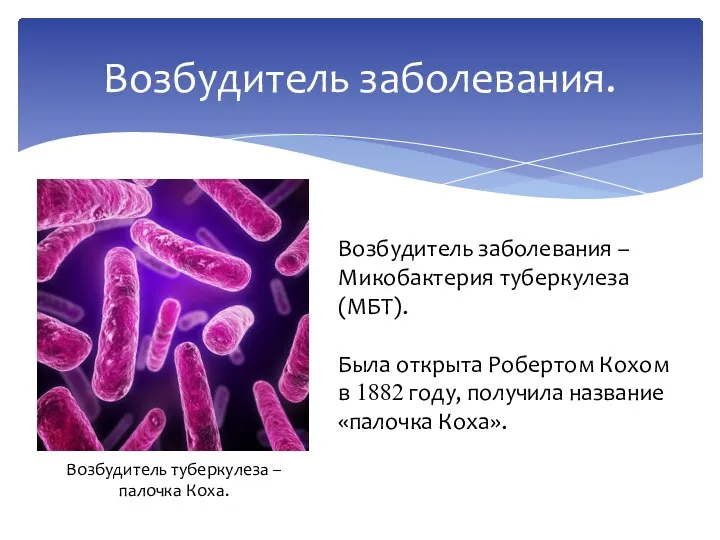 Возбудитель заболевания. Возбудитель туберкулеза – палочка Коха. Возбудитель заболевания – Микобактерия туберкулеза