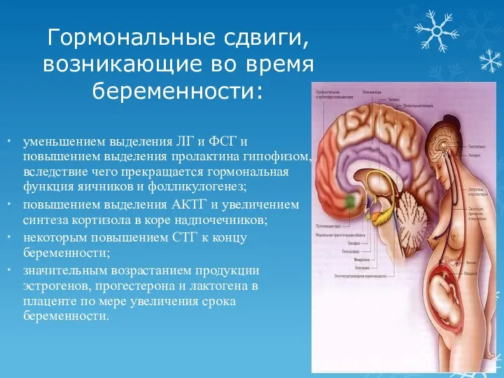 Гормональные сдвиги, возникающие во время беременности: уменьшением выделения ЛГ и ФСГ и