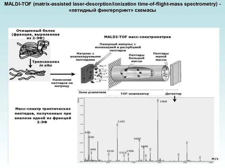 MALDI-TOF (matrix-assisted laser-desorption/ionization time-of-flight-mass spectrometry) - «петидный фингерпринт» схемасы