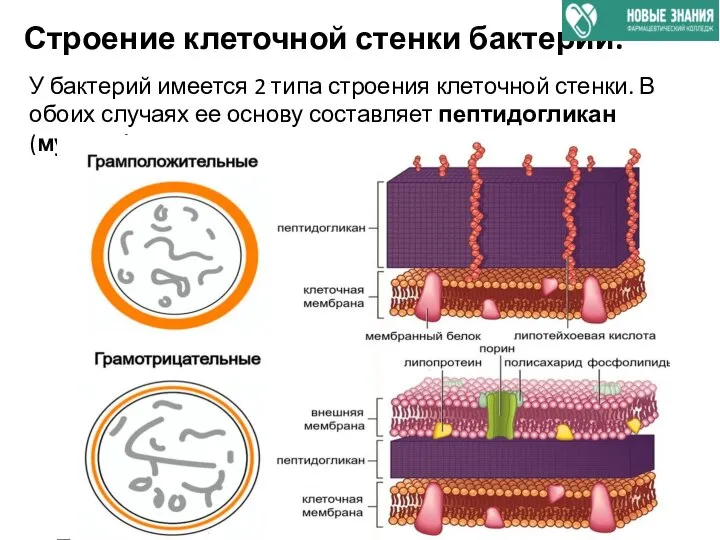 Строение клеточной стенки бактерий. У бактерий имеется 2 типа строения клеточной стенки.