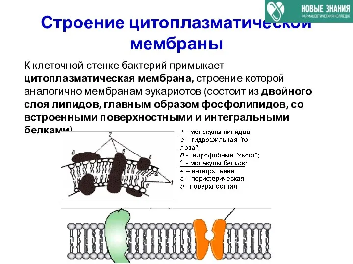 Строение цитоплазматической мембраны К клеточной стенке бактерий примыкает цитоплазматическая мембрана, строение которой