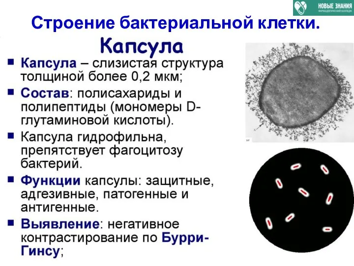 Строение бактериальной клетки.