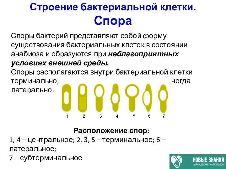 Строение бактериальной клетки. Спора Споры бактерий представляют собой форму существования бактериальных клеток