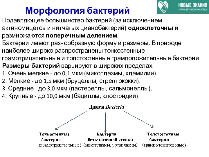 Морфология бактерий Подавляющее большинство бактерий (за исключением актиномицетов и нитчатых цианобактерий) одноклеточны