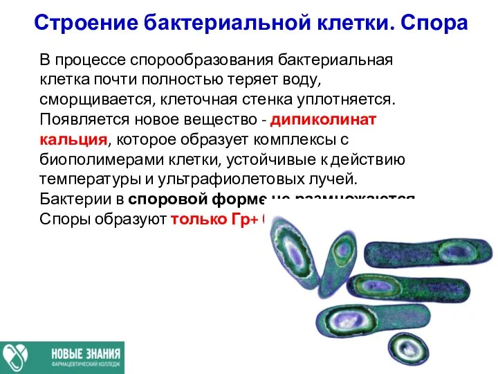 Строение бактериальной клетки. Спора В процессе спорообразования бактериальная клетка почти полностью теряет