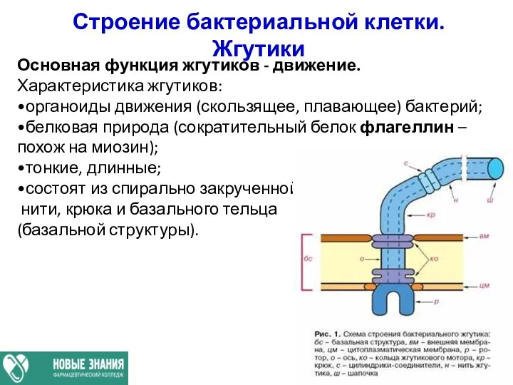 Строение бактериальной клетки. Жгутики Основная функция жгутиков - движение. Характеристика жгутиков: •органоиды