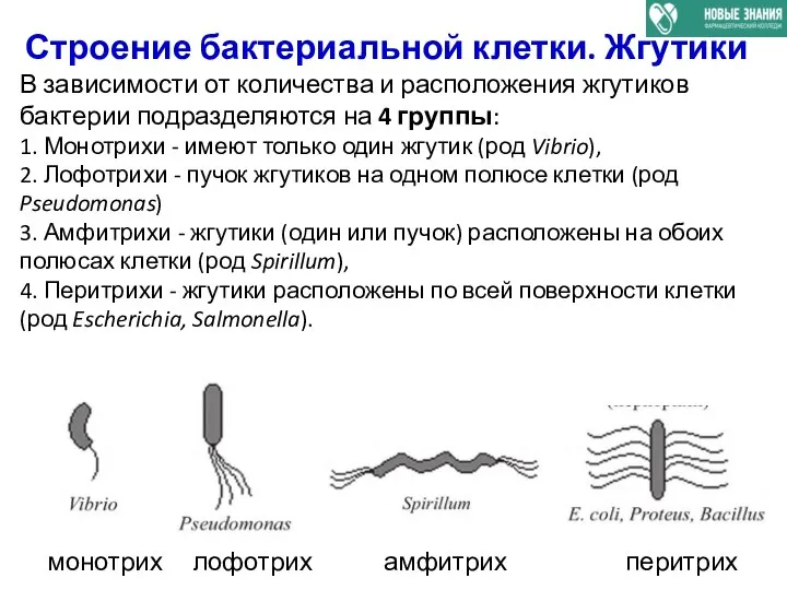 Строение бактериальной клетки. Жгутики В зависимости от количества и расположения жгутиков бактерии