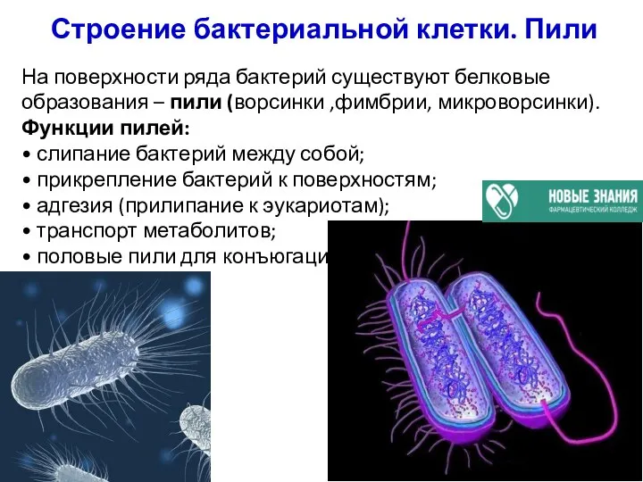 Строение бактериальной клетки. Пили На поверхности ряда бактерий существуют белковые образования –