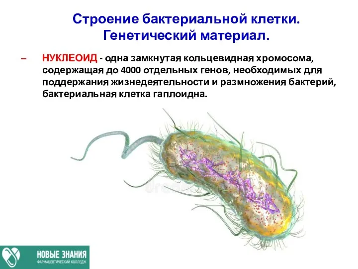 Строение бактериальной клетки. Генетический материал. НУКЛЕОИД - одна замкнутая кольцевидная хромосома, содержащая